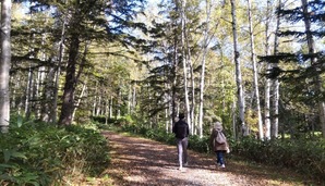 2023.11北海道白樺