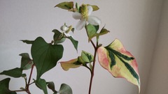 カラードクダミ