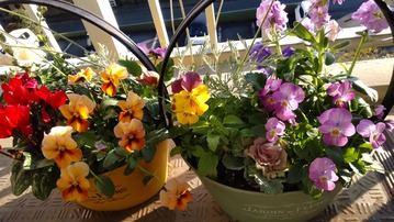 パンジーバケツ