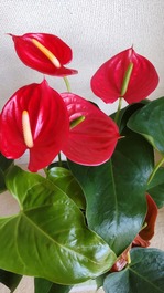 アンスリューム